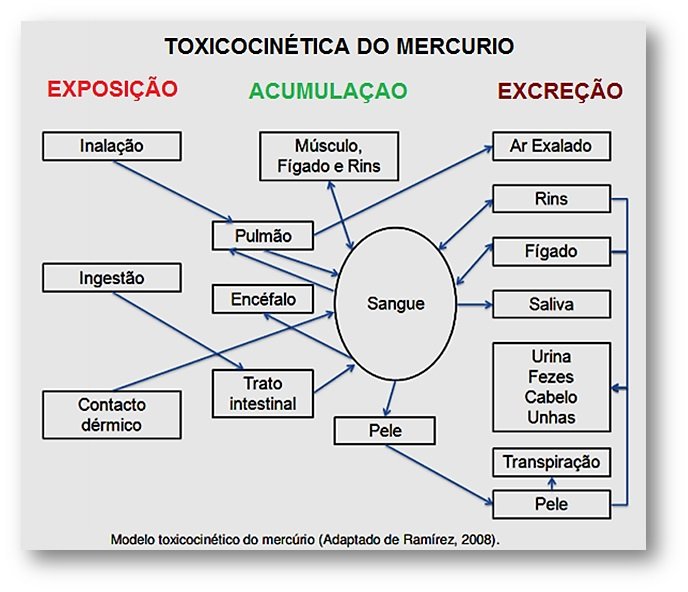 Resumo de Toxicologia - Toxicocinética e Toxicodinâmina