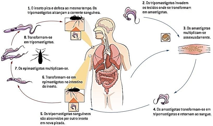 Doença de Chagas: mecanismos de infecção, resposta imune